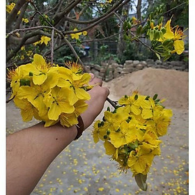 Mua Hạt giống hoa mai vàng 5 cánh - loại cánh to hoa chùm ( mai giảo ) - 1 gói 25 hạt