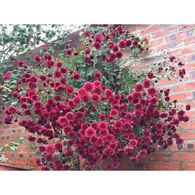 Hoa Cúc cổ sơn la - cây sống lâu năm - cây cao 60cm-80cm , đang hoa và nụ