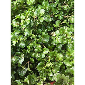Cây xà lách xoong Nhật- BẦU CÂY GIỐNG, BẦU TO