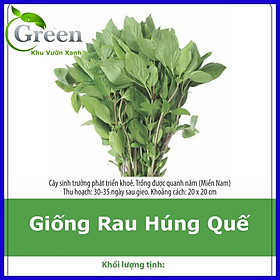Mua Hạt Giống Rau Húng Quế Lá To (10G)