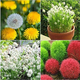 Mua Combo 3 gói hạt giống cỏ ( 1 cỏ đổi màu +. 1 cỏ đuôi thỏ + 1 cỏ bồ công anh )