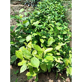 Mua Combo 3 cây giống chè xanh