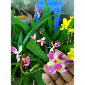 Mua Lan Chu Đỉnh Mix Màu - Hoa Lan