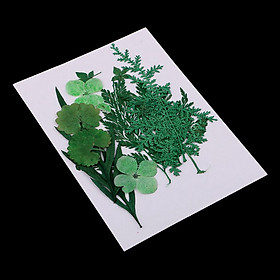 Mixed Pressed Real Dried Flower Leaves for DIY Scrapbooking Album Card Green