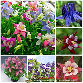 Hạt Giống Hoa lan chuông Mix 50 Hạt/ Gói ĐẾN MÙA TRỒNG TẾT