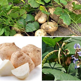 Hạt giống củ đậu cao sản dể trồng f1-gói 30 hạt-tặng kèm gói phân bón lót