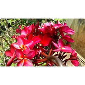 CÂY HOA ĐẠI ĐỎ  HOA CỰC THƠM, ĐẸP-CÂY GIỐNG