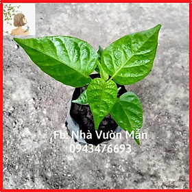 Mua Cây (2 tháng) Ớt Chiltepin Siêu Cay