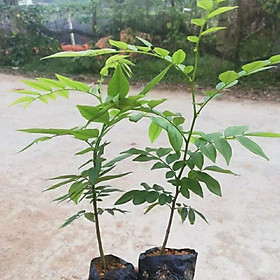 Cây sưa đỏ giống chuẩn giá trị cao, cây trắc thối