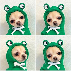 Áo cho chó mèo: Áo nỉ hoodie hình trái cây, con ếch cute dành cho thú cưng