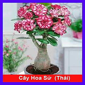 Cây Hoa Sứ Thái Ghép (giao màu ngẫu nhiên)