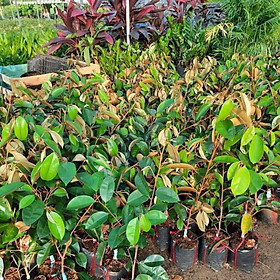 Mua Cây vú sữa lò rèn cây đẹp giống chuẩn