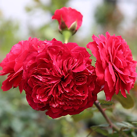 Hoa hồng ngoại Red Leonardo da Vinci rose