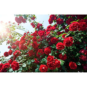 Tranh dán tường Hoa hồng đỏ đón nắng mai, tranh dán tường 3d hiện đại (tích hợp sẵn keo)