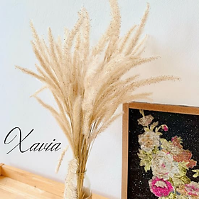 Mua Đồ trang trí  decor phòng  Cỏ Nhất địa