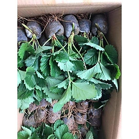 Mua Combo 10 cây Dâu Tây Giống chịu nhiệt TẶNG 1 CÂY  dễ trồng sai quả
