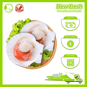 Sò Điệp Nhật Nửa Mảnh Lớn - Túi 1Kg (8-12 con)