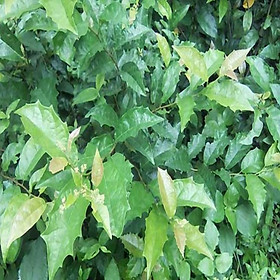 Mua Cây xạ đen + Tặng 01 cây dâu da đất ( bòn bon)