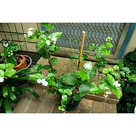 Combo 5 bầu cây giống hoa nhài ta cổ cực thơm