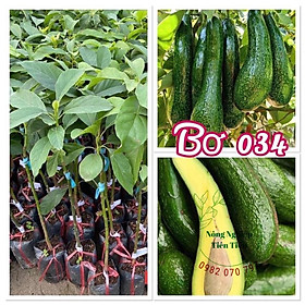 Cây giống bơ 034  cây giống khỏe dễ trồng ít sâu bệnh, cây thấp năng suất cao