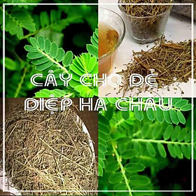 Thảo dược CÂY DIỆP HẠ CHÂU (CÂY CHÓ ĐẺ) khô sạch đóng gói 500gram - congtyduoclieuhonglan