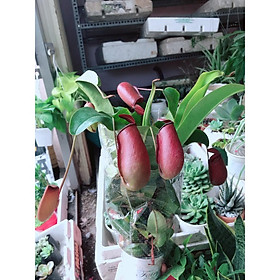 Mua Cây nắp ấm
