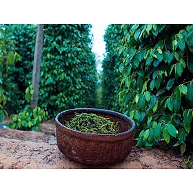 Đặc Sản Kiên Giang - Tiêu hạt đặc sản Phú Quốc- Huỳnh Khoa túi nhỏ 60gram - Túi 60g - Túi 55 gram