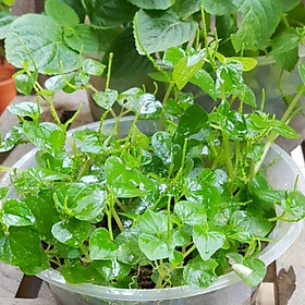 Mua 400 hạt giống rau càng cua