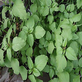 Mua Hạt giống rau dền cơm kháng bệnh tốt  Rau dền trồng được quanh năm (gói 5gr) - Hạt giống rau củ quả