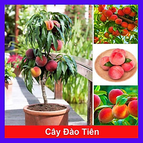 Hình ảnh Cây đào tiên Nhật Bản - cây ăn quả - 1 năm ra quả + tặng phân bón