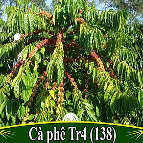 Cây cà phê vối TR4 (cao sản)