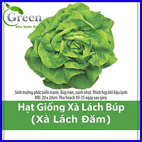 Mua Hạt Giống Xà Lách Búp (Xà Lách Đăm) Chịu Nhiệt