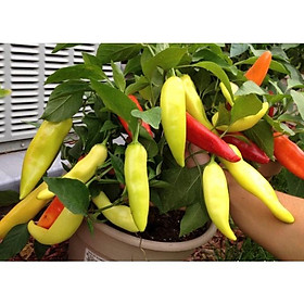 Mua Hạt Giống Ớt Sừng R A D O 122 gói 0 2gr - Dễ Trồng  Dễ Chăm Sóc  Chín Đỏ Tươi  Trái To - Trái dài 10-14cm cay nhẹ