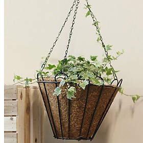 Thường Xuân Và Chậu Treo Xơ Dừa
