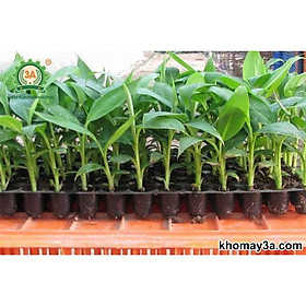 Mua Cây giống Chuối Sứ