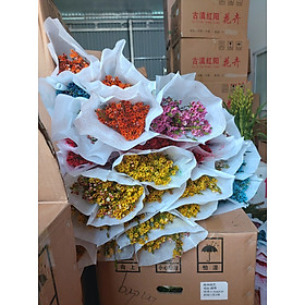 Mua HOA THANH LIỄU CÁC LOẠI MÀU( chơi được 5 tuần)