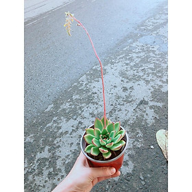 Mua Chậu Sen Đá Viền Đỏ