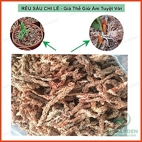 Mua 100gr Rêu Sâu Chi Lê Loại 1 TH Garden (Hay Còn Gọi Là Dớn Chi Lê ) - Rêu Trồng Lan Cao Cấp - Giá Thể Giữ Ẩm Tuyệt Vời Cho Phong Lan