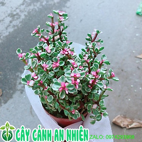 Mua Cây Cành Vàng Lá Ngọc