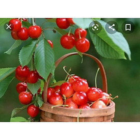Mua Cherry Mỹ Nhiệt Đới (Cao 90cm)