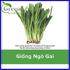 Hạt Giống Rau Ngò Gai (Ngò Tàu) Dễ Trồng