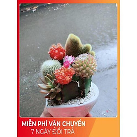 Mua Chậu Xương Rồng Mix