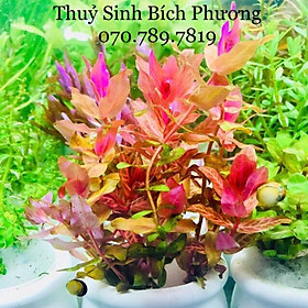 HỒNG HỒ ĐIỆP LÁ NƯỚC- Cây Thủy sinh trang trí bể cá cảnh