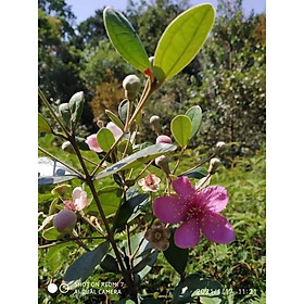 combo 10 cây sim rừng giống