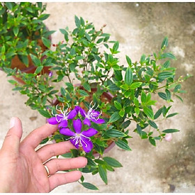 Mua CHẬU HOA SIM TÍM THÁI LAN SIÊU ĐẸP