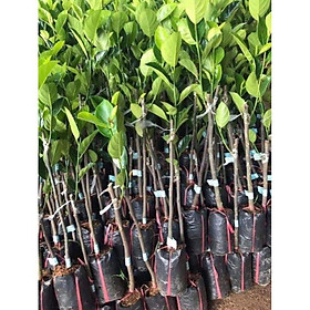 Mua Combo 2 Cây MÍT NGHỆ TỨ QUÝ