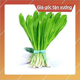 Hạt Giống Mùi Tàu/ Ngò Gai Dễ Trồng 10gr