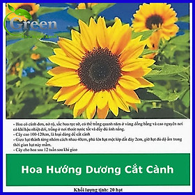 Mua Hạt Giống Hoa Hướng Dương Cắt Cành