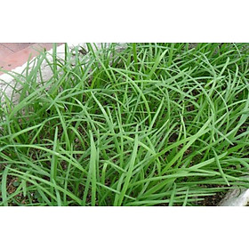 Mua 1Gram Hạt Giống Hẹ Lá Duyên Hải