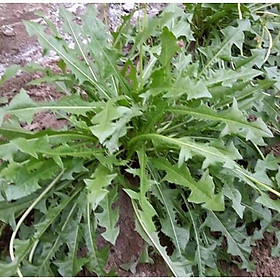 Mua Cây rau bồ công anh ăn lá size to - cây trong bầu đất to  khỏe đẹp